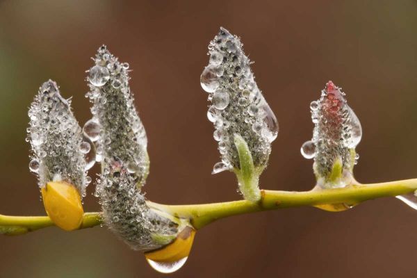 Close-up of raindrops on pussy willows